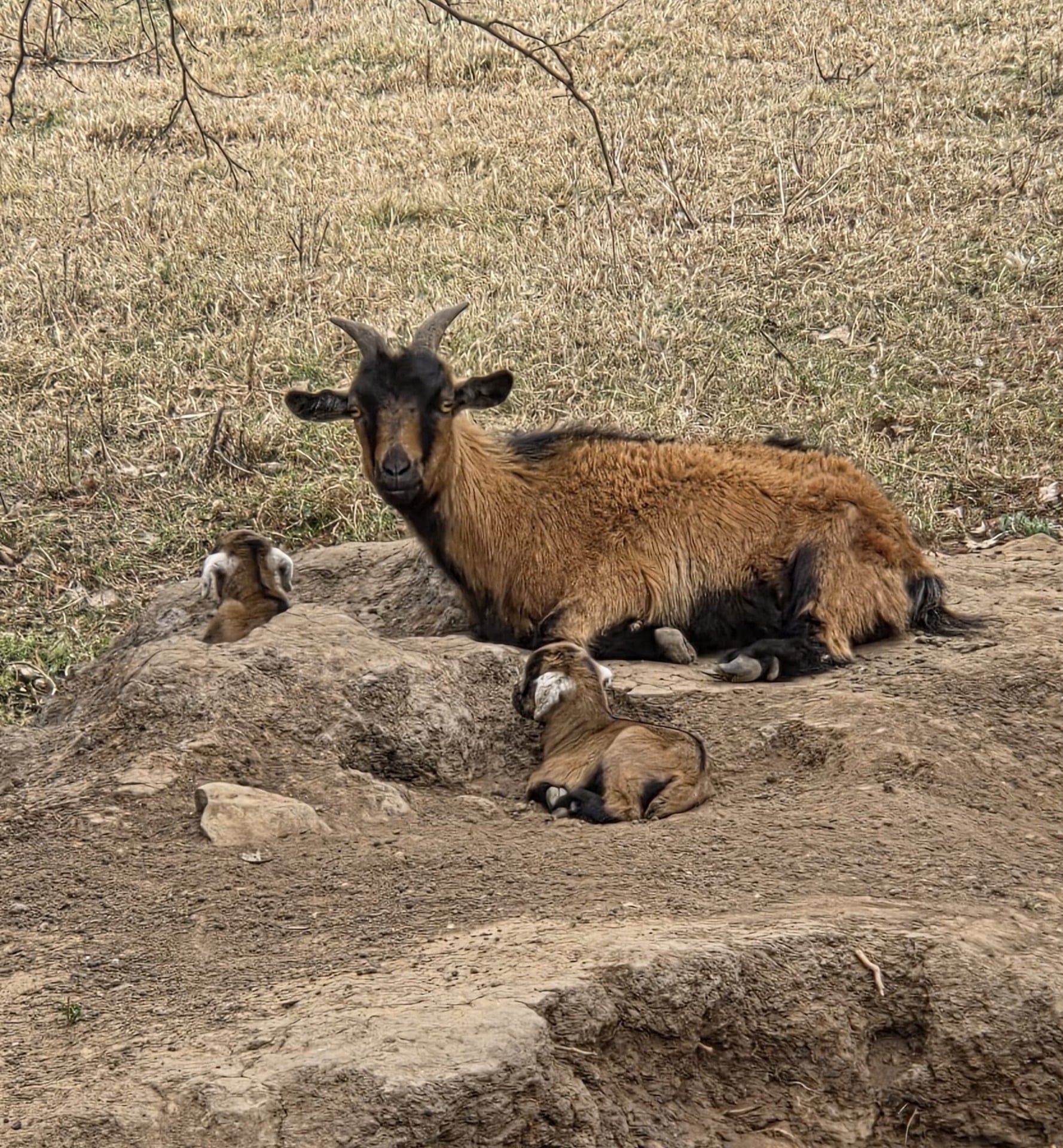 A brown and black mother goat with horns lies resting on a dirt mound in a grassy field. Two small kids are curled up beside her, also resting. A thin tree branch with a small hanging bird feeder or trap extends over them from the top left.