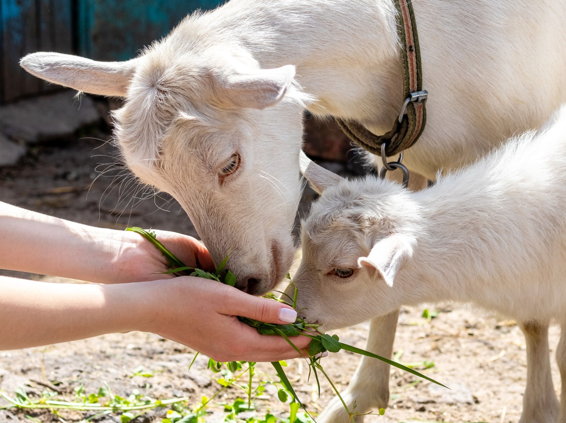 A person holding fresh green grass while an adult white goat and a young kid goat eat from their hand in a farm setting.